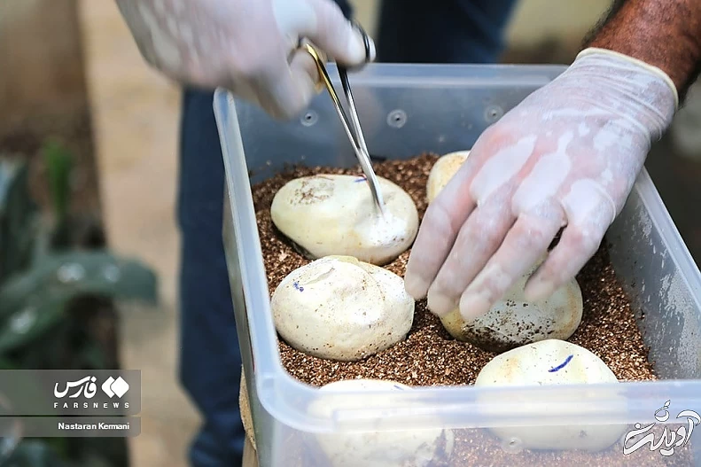 (تصاویر) تولد بچه مارهای پیتون در پارک چمران کرج